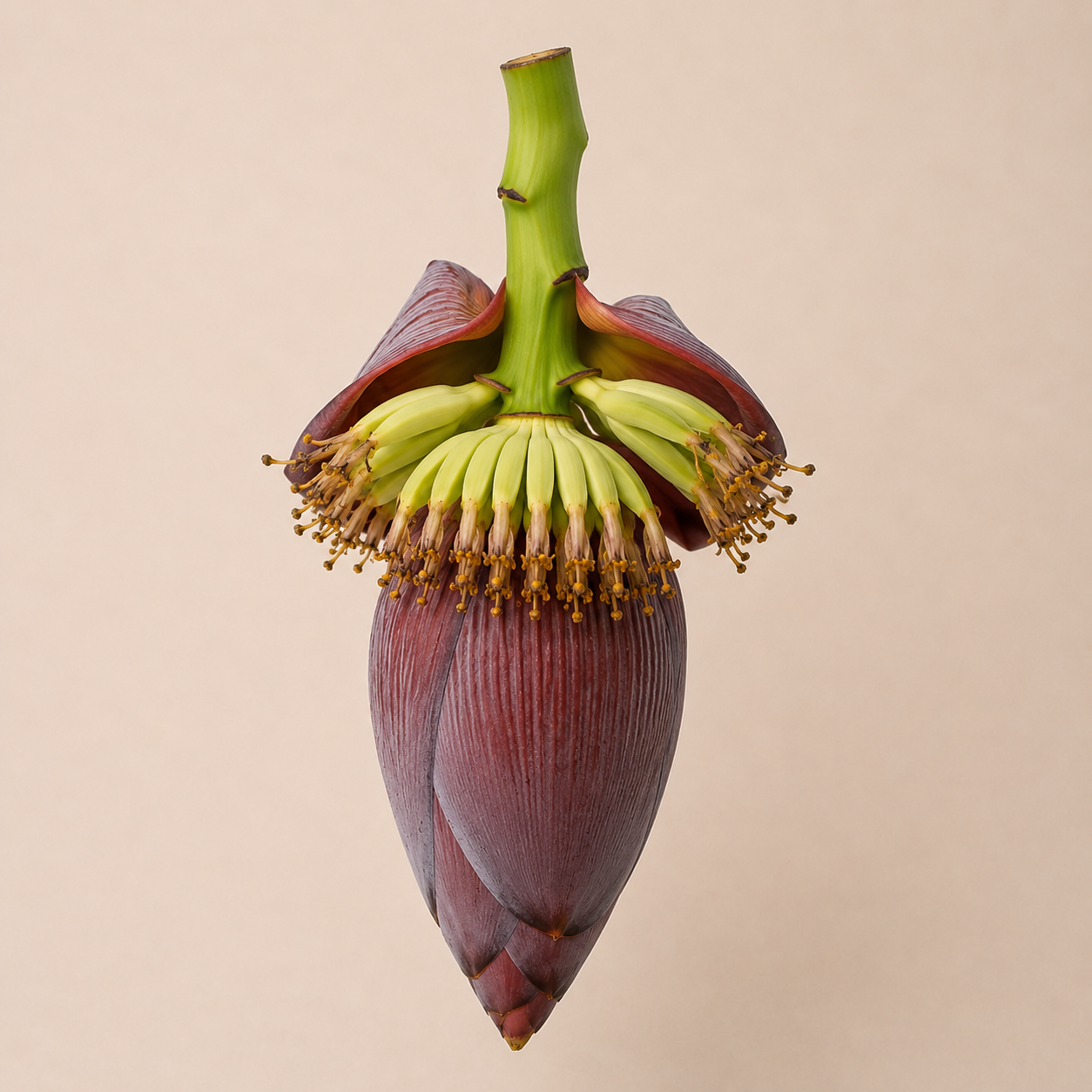 Koldil (কলডিল) — Fresh Banana Flower from Northeast India